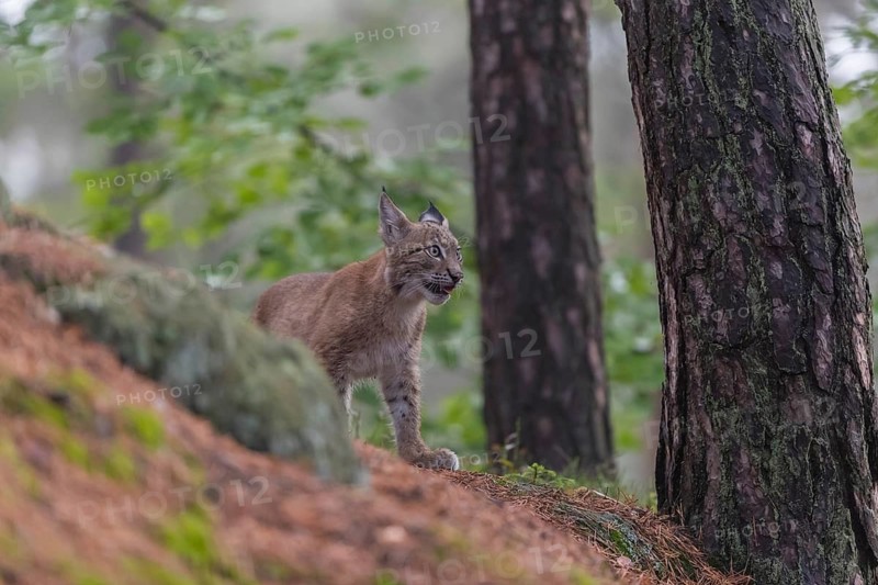One young Eurasian lynx, (Lynx lynx), walking thru a forest. Green vegetation around him