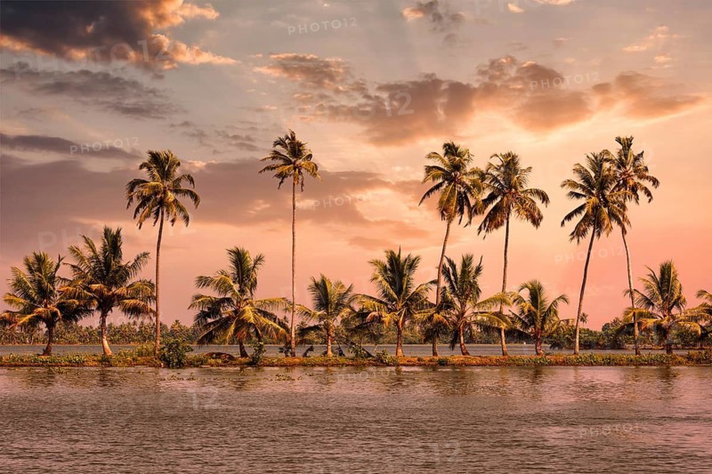 Kerala travel tourism background, Palms at Kerala backwaters. Allepey, Kerala, India on sunset. This is very typical image of backwaters