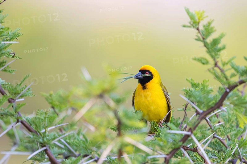 Masked weaver, (Ploceus velatus), family of weaverbirds, perching site, Mountain Zebra National Park, Cradock, Western Cape, South Africa