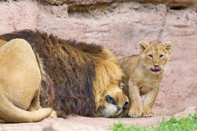 A lion lies relaxed next to an attentive lion cub in a natural environment, captive, Germany