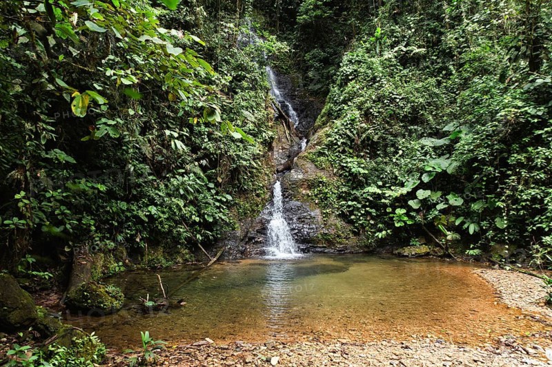 Serene cascading waterfall in a lush, dense jungle setting within the Choco Andino rainforest in Ecuador, reflecting a peaceful natural environment