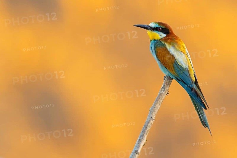 Bee-eater, (Merops apiaster), individual, perch, Bad Dürkheim district, Rhineland-Palatinate, Germany
