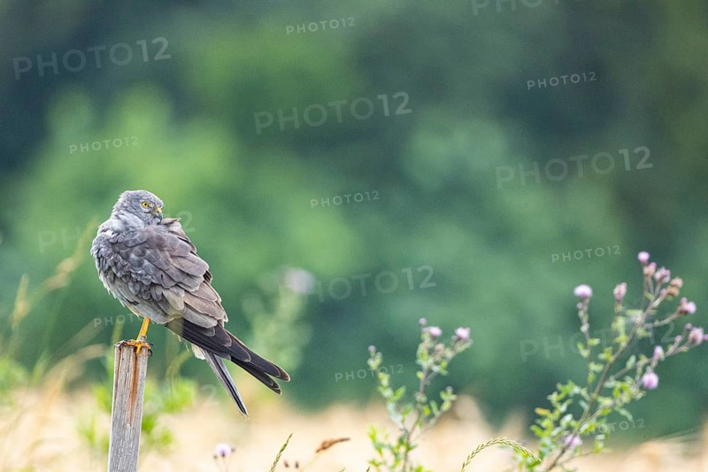 Montagu's harrier (Circus pygargus) ml Germany