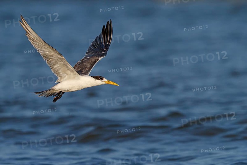 Caspian Tern, flight photo, (Thalasseus bergii), East Khawr / Khawr Ad Dahariz, Salalah, Dhofar, Oman