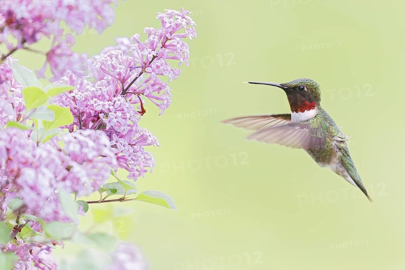 Ruby-throated Hummingbird (Archilochus colubris) male flying, Ontario, Canada
