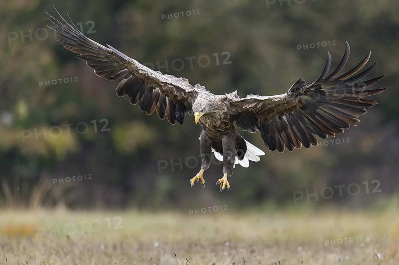White-tailed Eagle (Haliaeetus albicilla) flying, Kutno, Poland