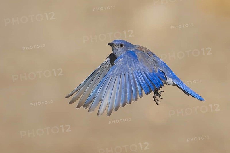 Western Bluebird (Sialia mexicana) male flying, California, USA