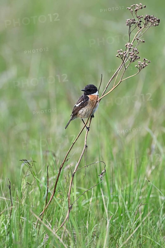 Stonechat (Saxicola rubicola), male sitting on a branch, Lake Neusiedl National Park, Seewinkel, Burgenland, Austria National Park