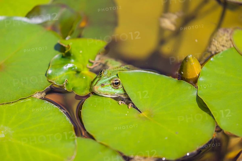 A common water frog, Pelophylax kl. esculentus, resting in the water close to a waterlilly, Nymphaeaceae