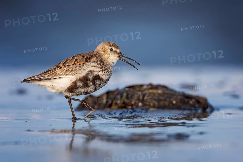 Dunlin (Calidris alpina) Transition from breeding dress to light dress, snipe bird, foraging on mudflats, shallow water zone, Baltic Sea coast, Fischland Darß-Zingst, Vorpommersche Boddenlandschaft National Park, Germany
