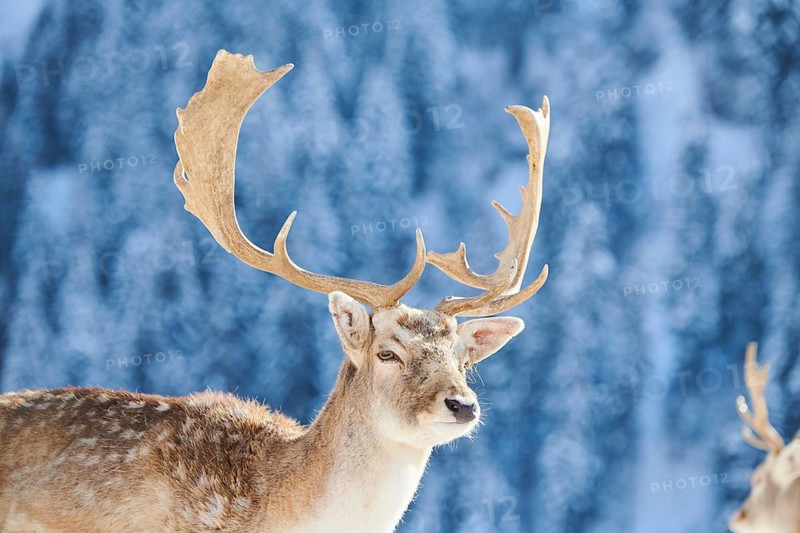 European fallow deer (Dama dama) buck portrait in the mountains in tirol, snow, Kitzbühel, Wildpark Aurach, Austria