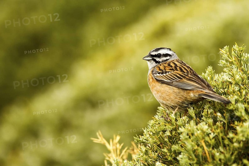 Rock Bunting (Emberiza cia) male, Avila, Spain