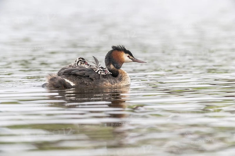 Great Crested Grebe (Podiceps Scalloped ribbonfish) with juveniles, Emsland, Lower Saxony, Germany