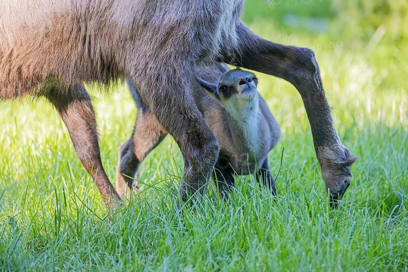 One adult female chamois (Rupicapra rupicapra) suckles her baby standing on a meadow