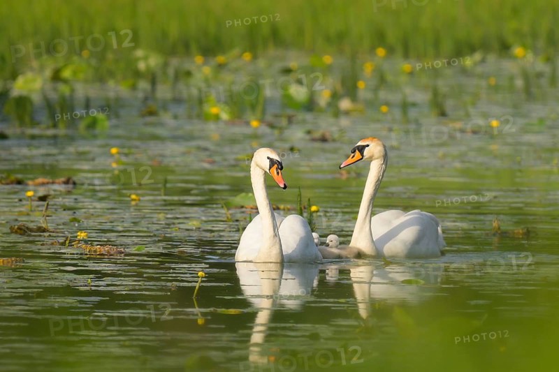 Mute swans (Cygnus olor), juveniles, water, Lower Austria