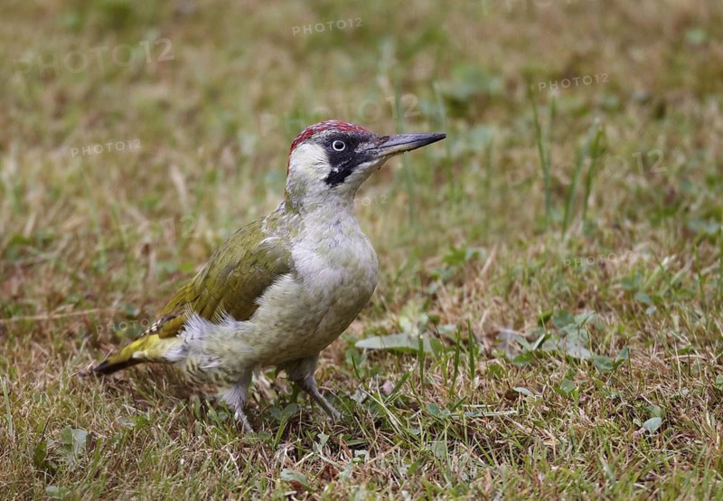European Green Woodpecker (Picus viridis) juvenile female foraging, Mecklenburg-Western, Pomerania, Germany