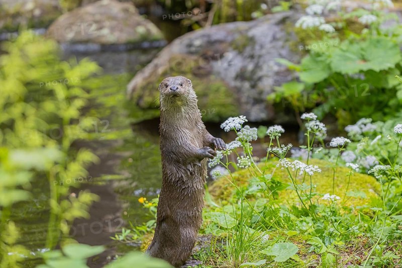 One Eurasian otter (Lutra lutra), standing tall on a mossy rock, watching something. Green vegetation and water in the background