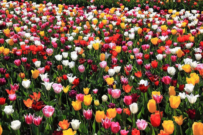 Many colourful tulips in one area