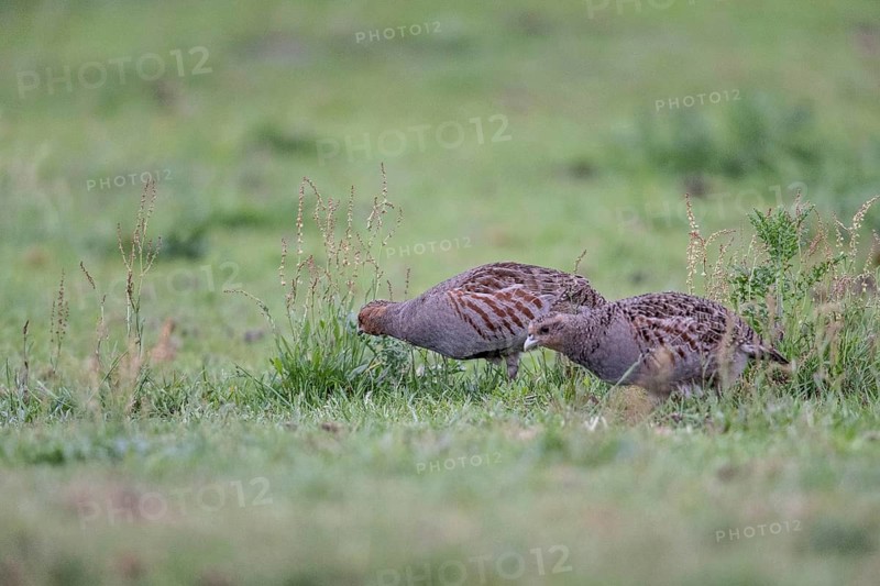 Gray partridges (Perdix perdix), Emsland, Lower Saxony, Germany