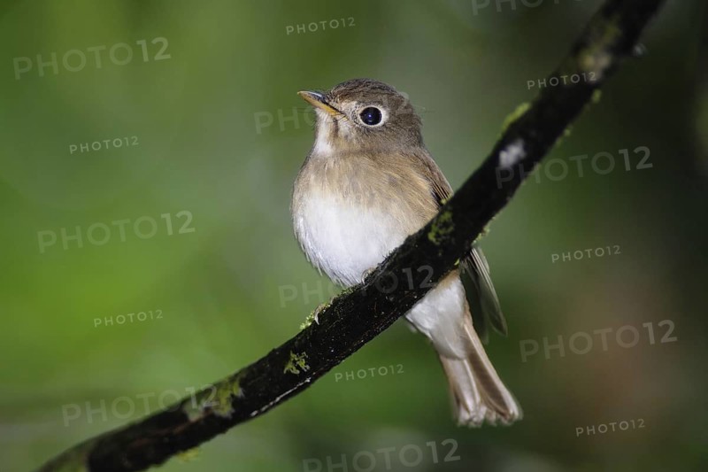 Brown-breasted Flycatcher (Muscicapa muttui), Sri Lanka