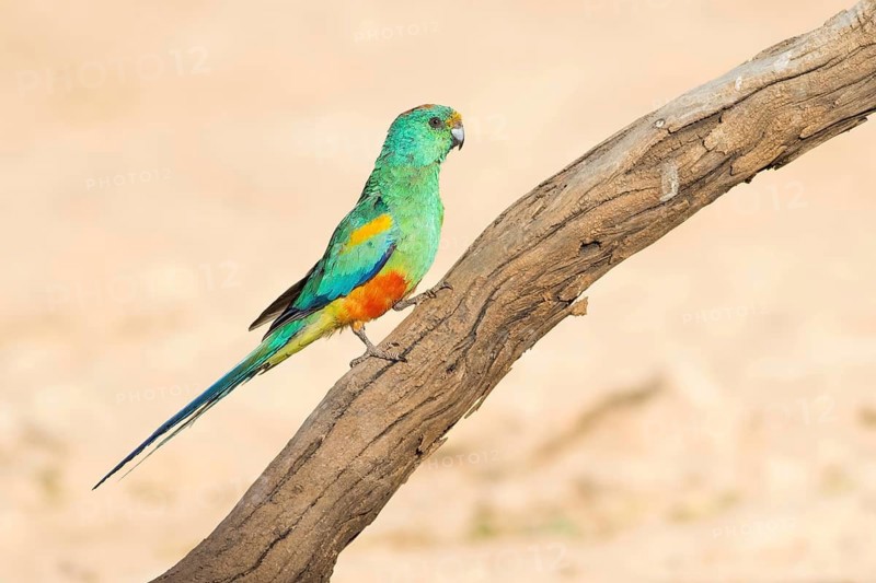 Mulga Parrot (Psephotellus varius) male perched on a branch, Queensland, Australia
