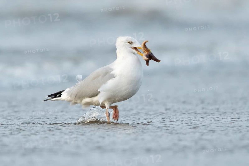 European Herring Gull (Larus argentatus) with starfish in its beak, North Holland, Netherlands