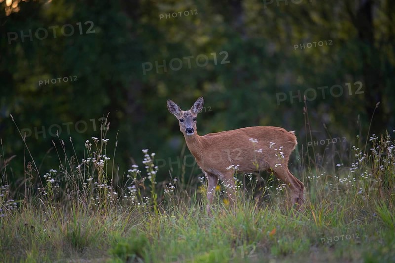 Roe deer (Capreolus capreolus) attentive in a forest clearing near an evening stroll, Tyrol, Austria