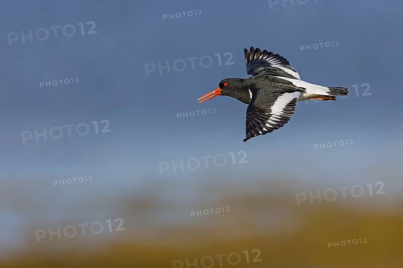 Oystercatcher, (Haematopus ostralegus), animals, birds, flight recording, wader, gull, alcove bird, flight recording, Hjarðarholt, Vesturland, Iceland
