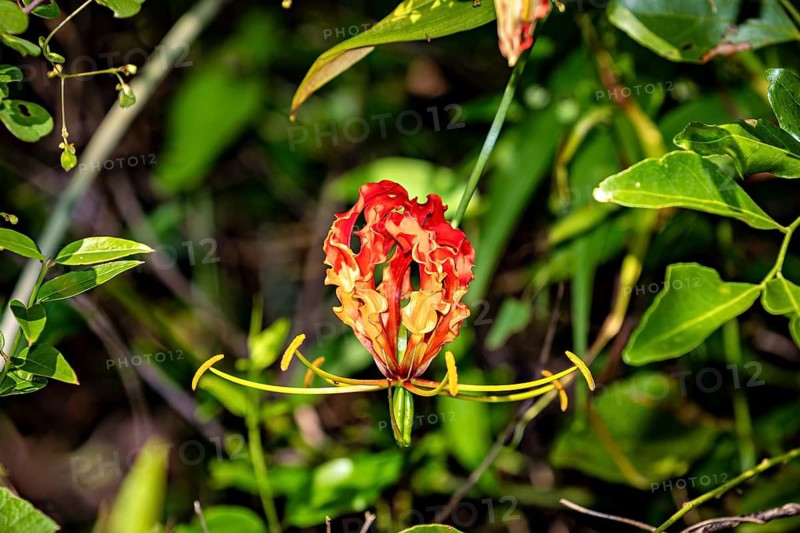 Red and yellow gloriosa lily framed by lush green foliage in the jungle, a crown of glory at Sigiriya in Sri Lanka (Gloriosa superba)