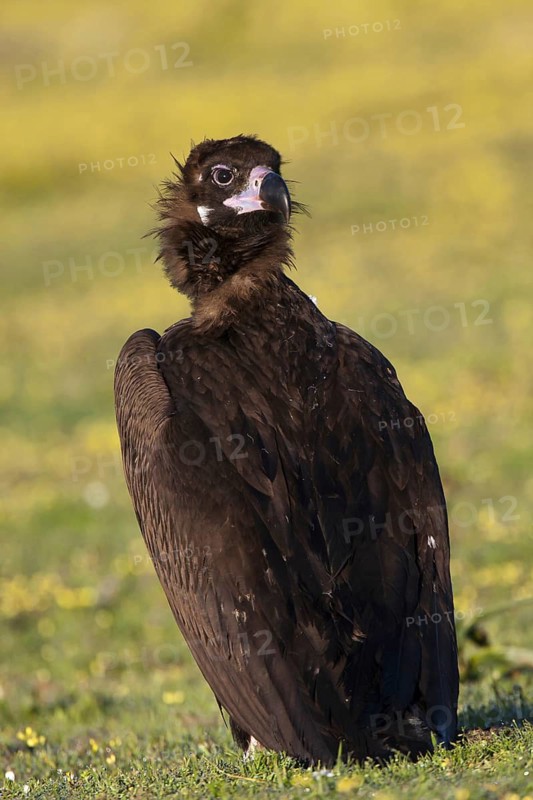 Cinereous Vulture (Aegypius monachus), Castile-La Mancha, Spain