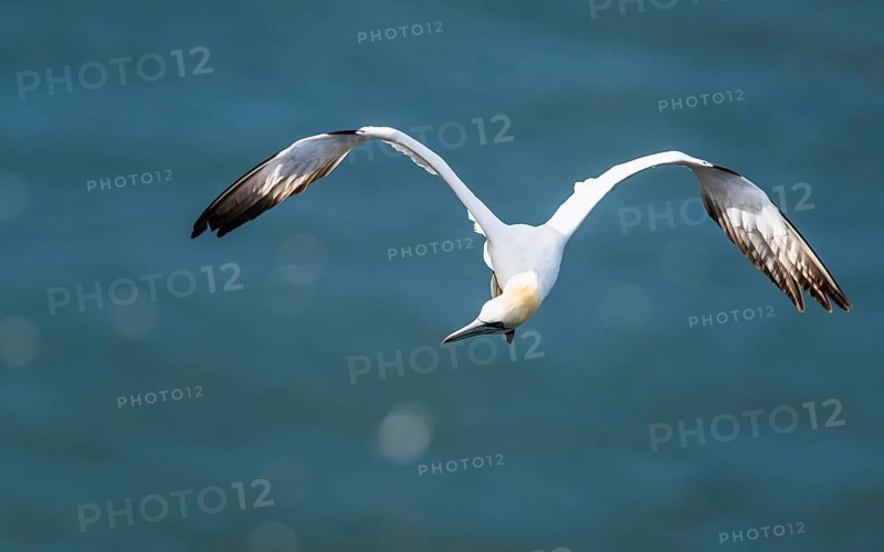 Northern Gannet, Morus bassanus, bird in flight over sea, Bempton Cliffs, North Yorkshire, England, United Kingdom