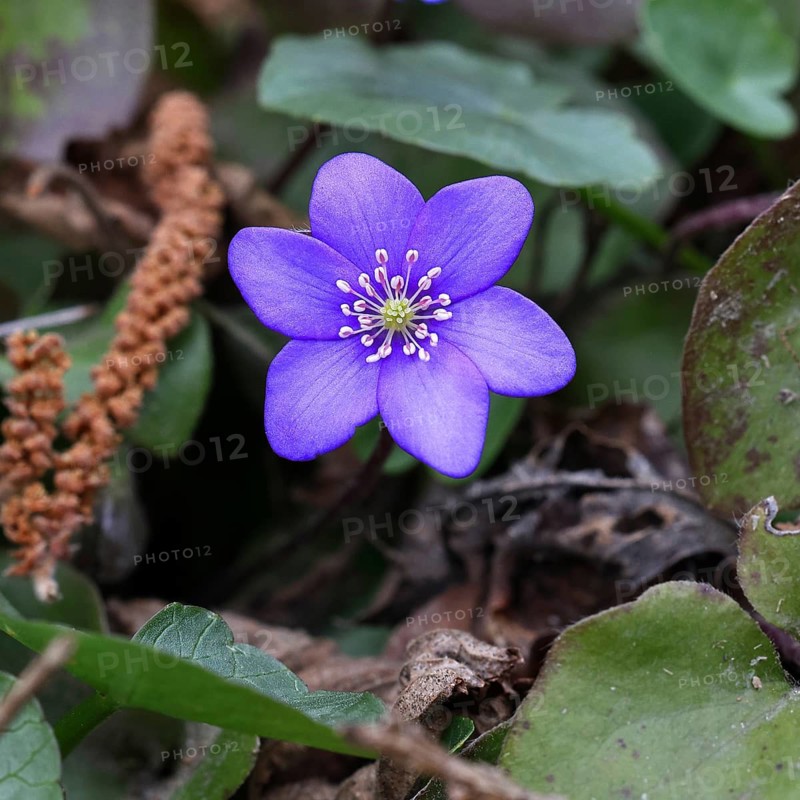 Liverwort (Hepatica nobilis), blue flower in a beech forest, close-up, inflorescence, early bloomer, spring, Wilnsdorf, North Rhine-Westphalia, Germany