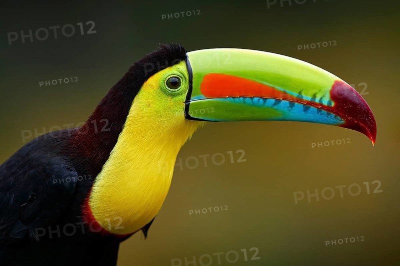 Mexico wildlife. Keel-billed Toucan, Ramphastos sulfuratus, bird with big bill sitting on branch in the forest, Yucatan. Nature travel in central America. Beautiful bird in nature habitat