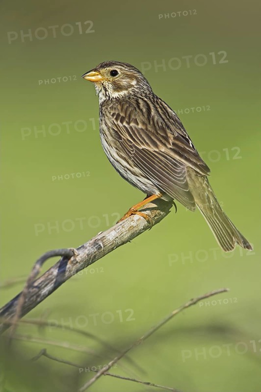 Corn Bunting (Emberiza calandra), Bulgaria