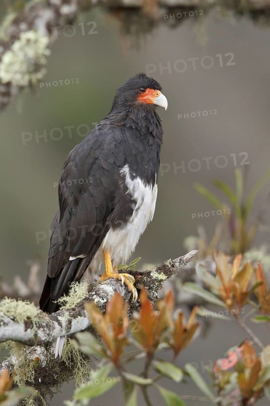 Mountain Caracara (Phalcoboenus megalopterus) perched on a branch in Bolivia, South America