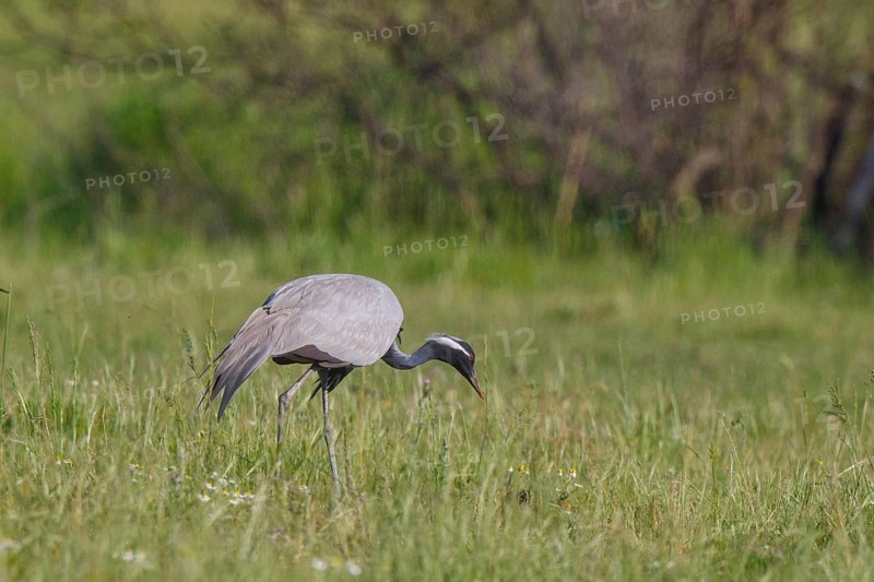 Demoiselle Crane (Grus virgo) foraging, Greece