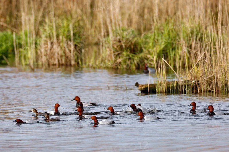 Common Pochard (Aythya ferina) group displaying, Saxony-Anhalt, Germany