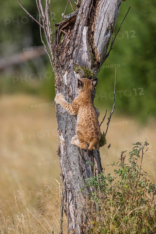 One young (10 weeks old) male Eurasian lynx, (Lynx lynx), climbing up a tree