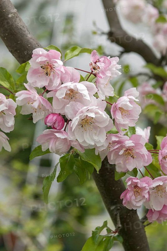Ornamental apple (Malus 'Van Eseltine'), calf family garden, Germany