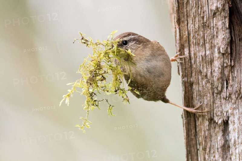Eurasian wren (Troglodytes troglodytes) holding green moss, nesting material, in its beak and standing on a tree trunk, Hesse, Germany