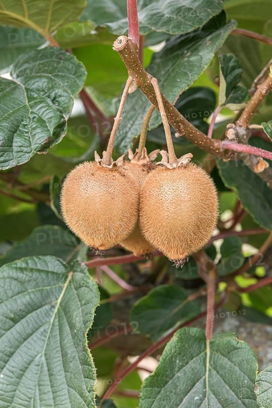 Kiwi fruit on the tree, New Zealand
