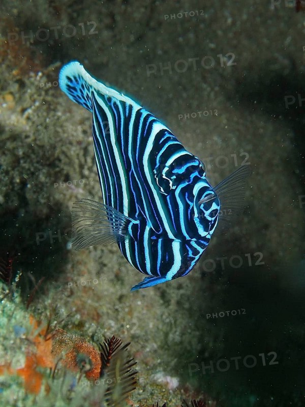 Emperor angelfish juvenile (Pomacanthus imperator)