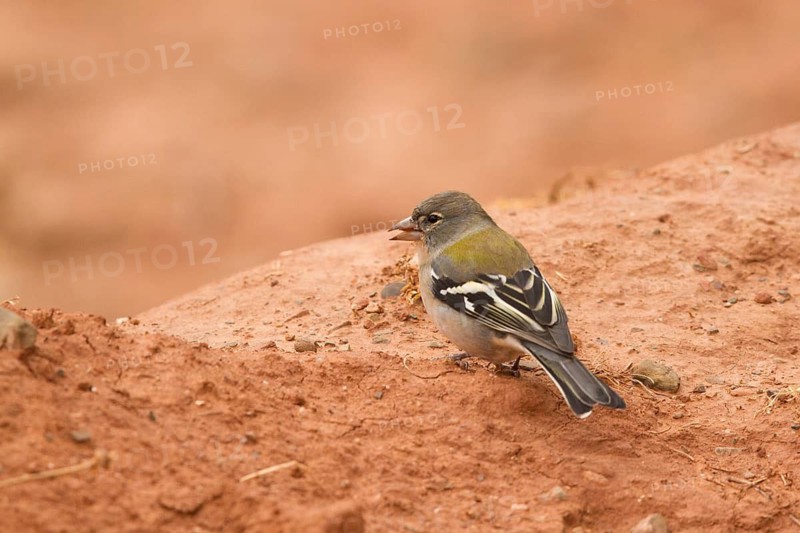 Common Chaffinch (Fringilla coelebs africana) male, Morocco