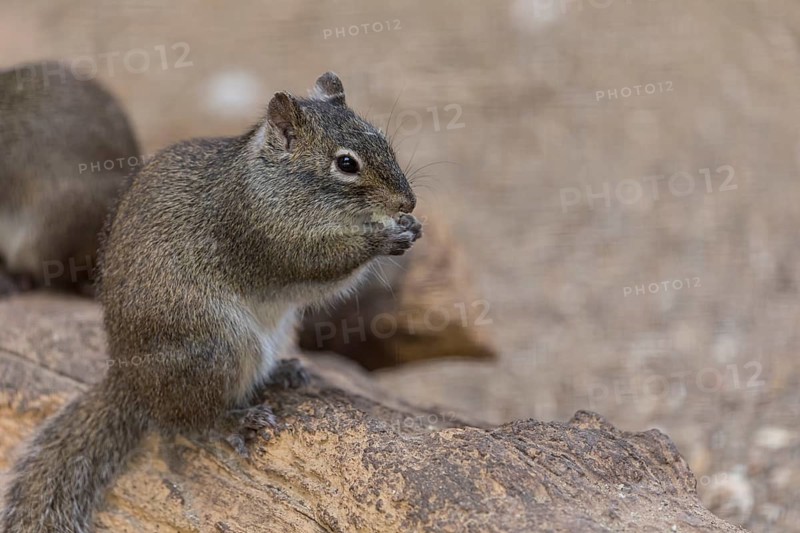 One Père David's rock squirrel (Sciurotamias davidianus), also known as the Chinese rock squirrel sitting on a branch, feeding