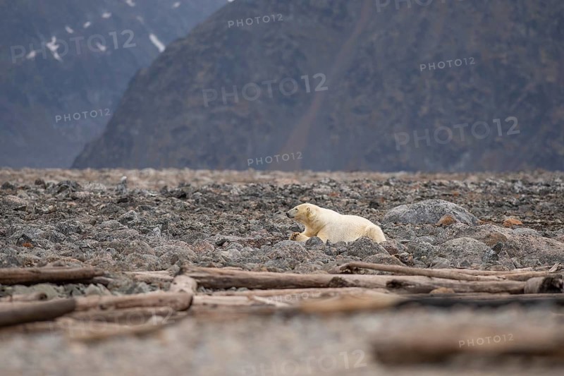 Reclining polar bear (Ursus maritimus), male, Blomstrandhalvoya, Svalbard and Jan Mayen archipelago, Norway
