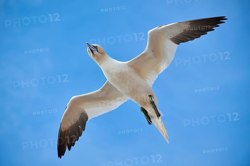 Northern gannet (Morus bassanus) flying in the sky, wildlife, Helgoland, Germany