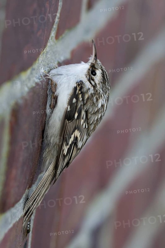 Eurasian Treecreeper (Certhia familiaris), Schleswig-Holstein, Germany
