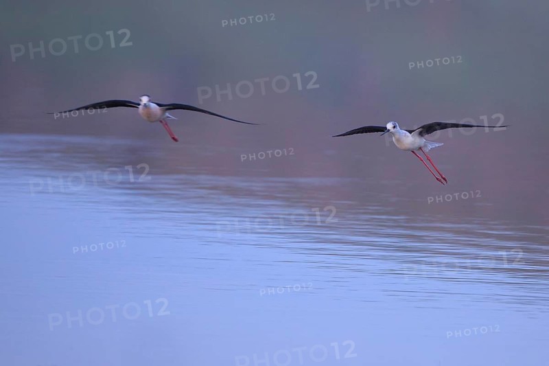 Black-winged Stilt (Himantopus himantopus) flying, Greece
