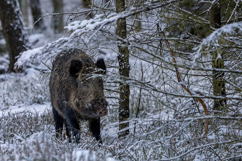 A wild boar boar (Sus scrofa) seeks cover in a spruce shelter, early winter, winter, snow, cold, intoxication, mating season, November, Denmark
