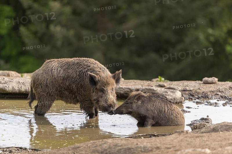 Two wild boar or wild pig (Sus scrofa), drinking water from a small pool with a green forest in the background